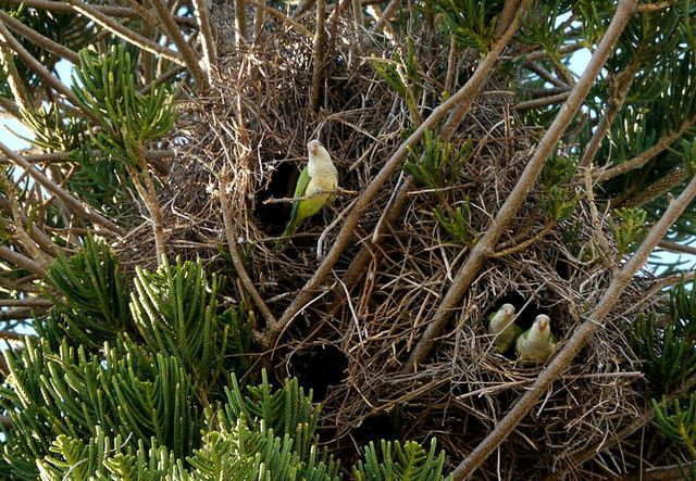 Самое привычное место для гнезда – в дикой природе на дереве