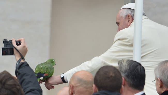 Попугай на руке Папы Франциска