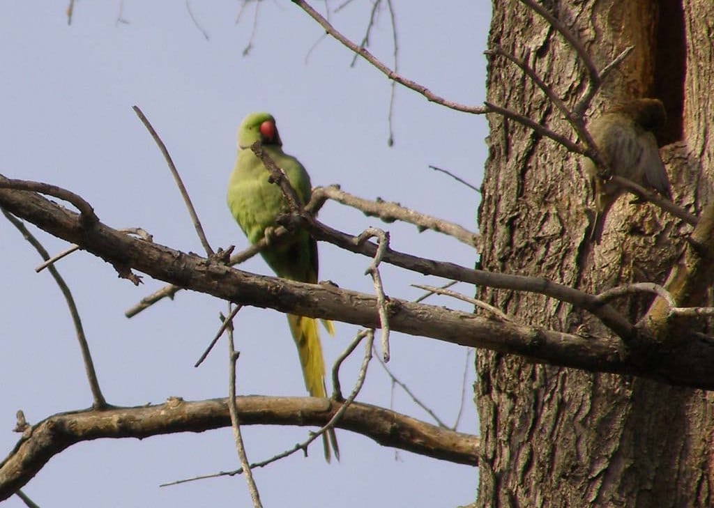 Ожереловые попугаи в парке Баку