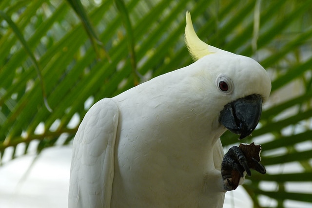 Малый желтохохлый какаду кушает кокос