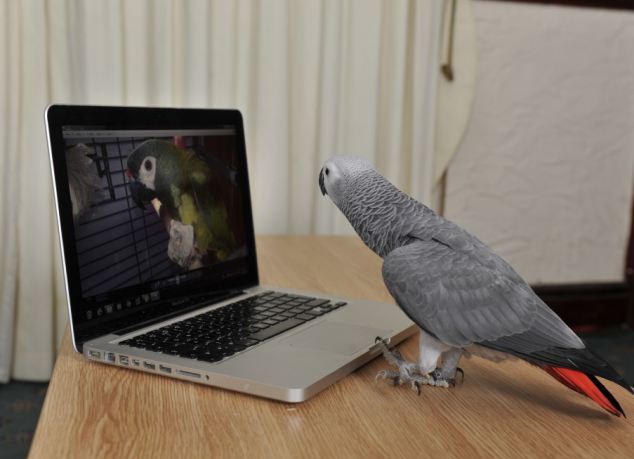 Серый попугай Сэд смотрит на фото Чака