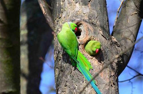 Индийские кольчатые попугаи на дереве