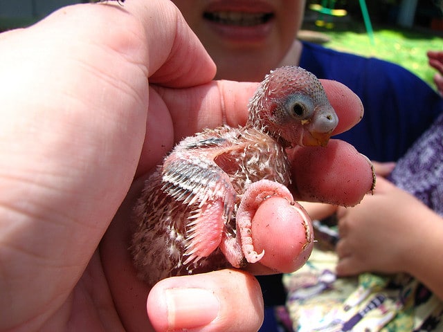 Маленький птенец волнистого попугая
