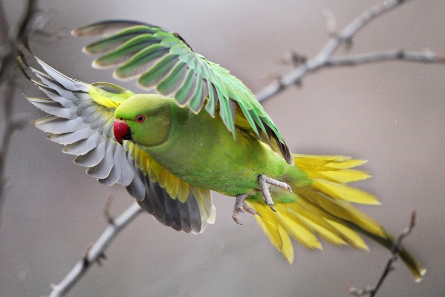 Индийский кольчатый попугай