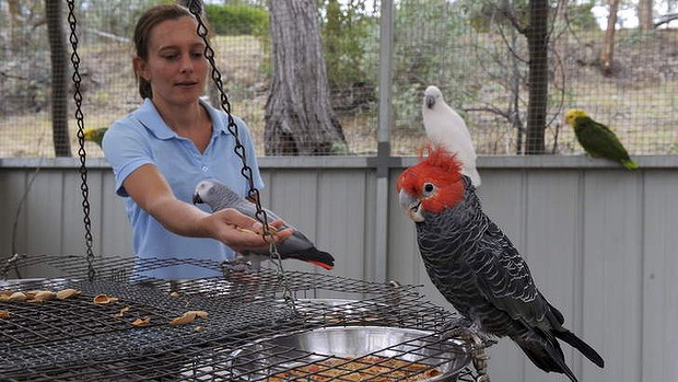 Лиза Кроули и ее попугаи