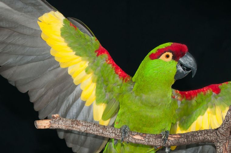 Аризонский попугай или толстоклювый ара
