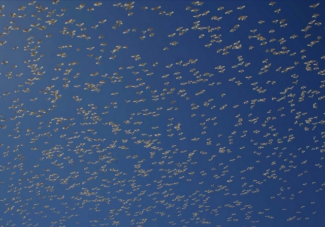 Огромная стая больших желтохохлых какаду в небе Австралии