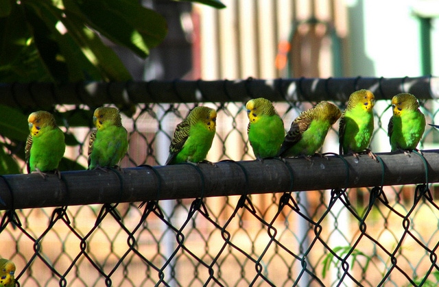 Посиделки волнистых попугаев на заборе