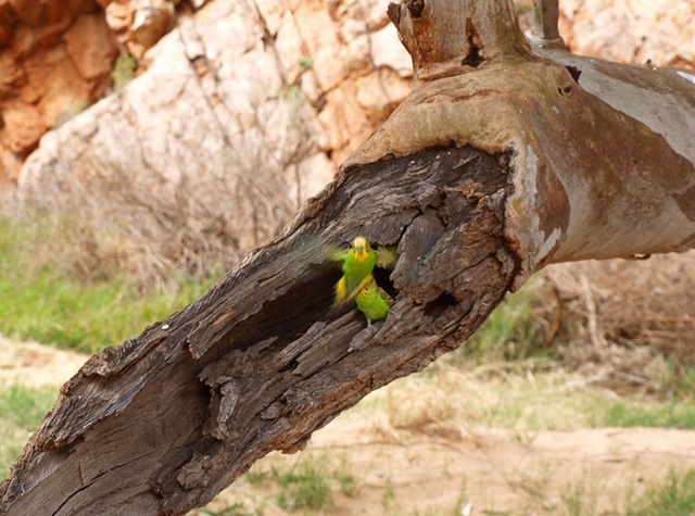 Гнездо волнистых попугаев в старом дереве