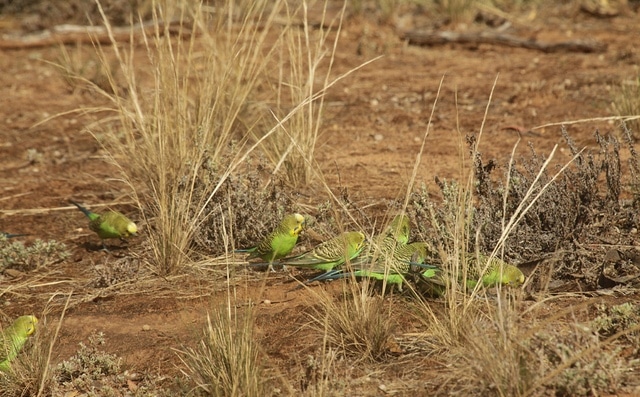 Стайка волнистых попугаев в поисках пищи