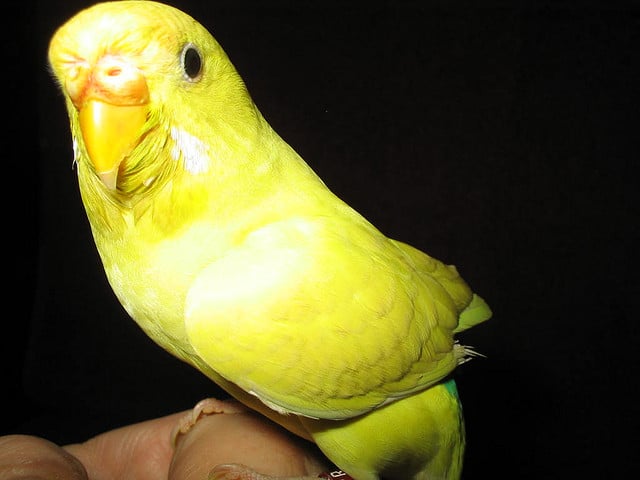 Волнистый попугай лютино Сонни