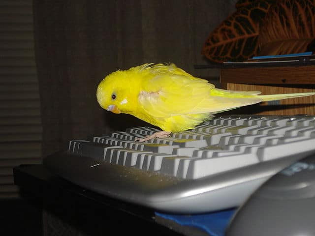 Волнистый попугай лютино на компьютерной клавиатуре