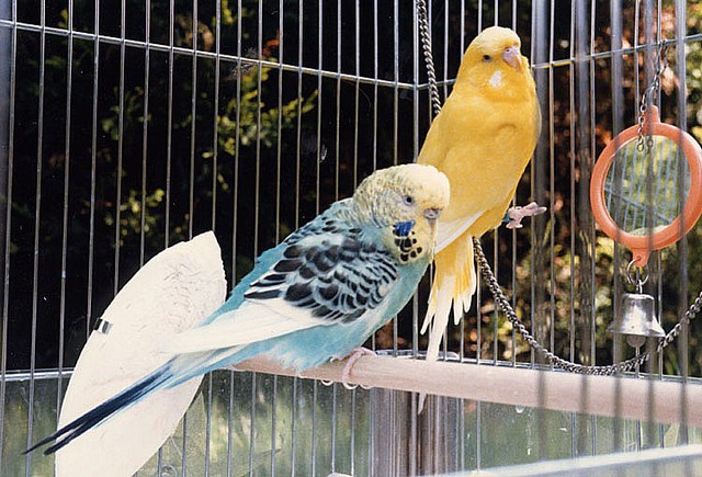 Два волнистых попугая в клетке