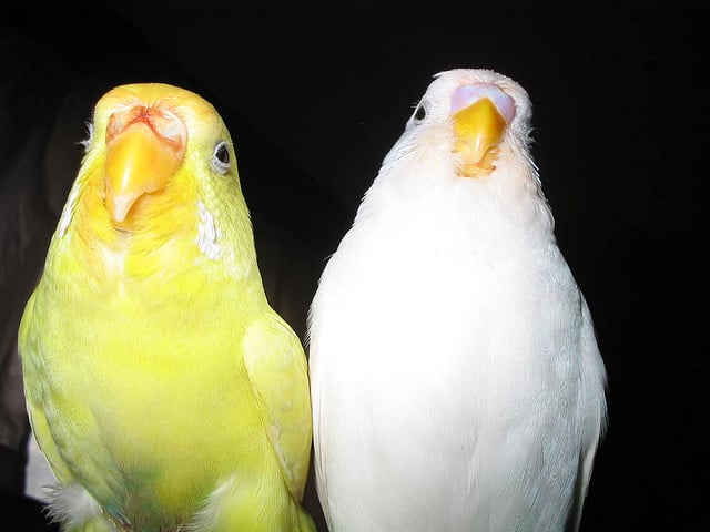 Волнистый попугай лютино и белый