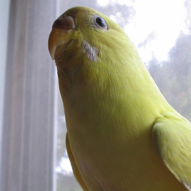 Волнистый попугай лютино у окна