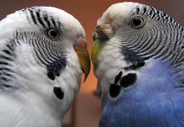 Двойной портрет волнистых попугаев