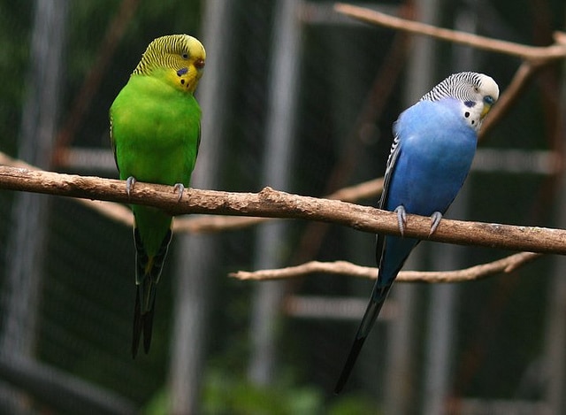 Парочка волнистых попугаев