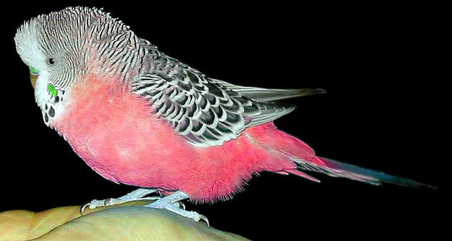 Оригинальный волнистый попугай с розовым оперением