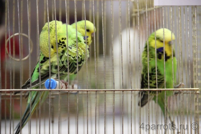 три зеленых волнистых попугая
