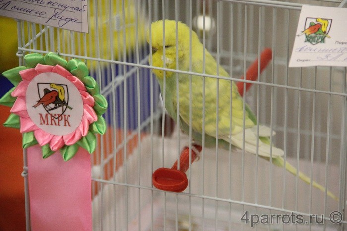 желтый волнистый попугай
