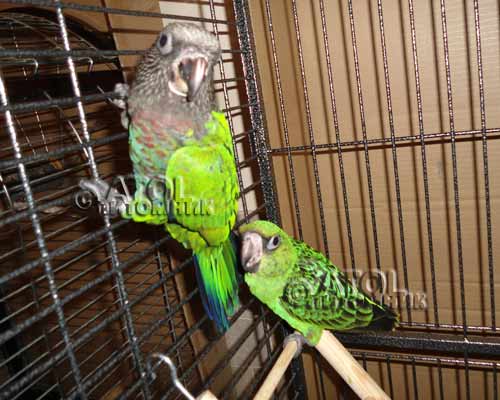 Веерный попугай и конголезский попугай