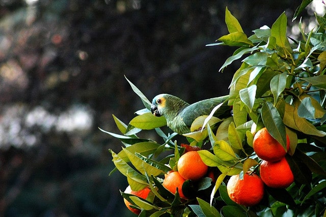 Синелобый амазон на цитрусовом дереве