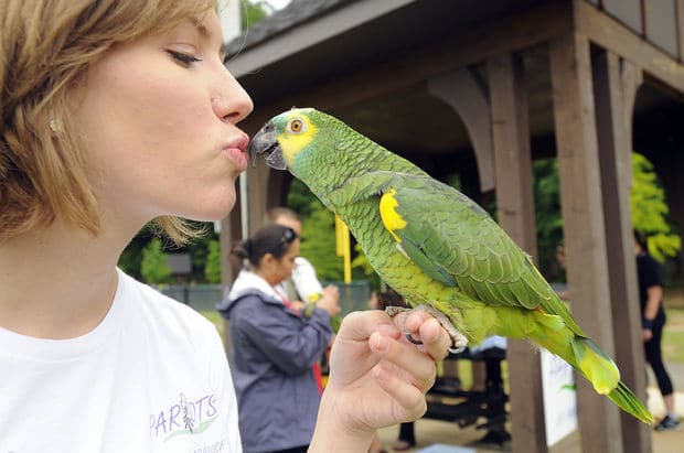 Поцелуй попугая