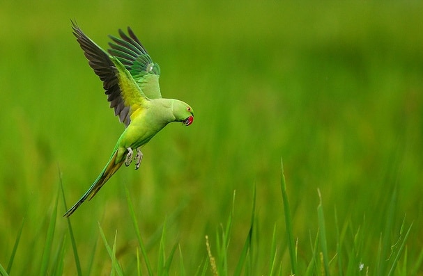 Индийский кольчатый попугай садится в траву