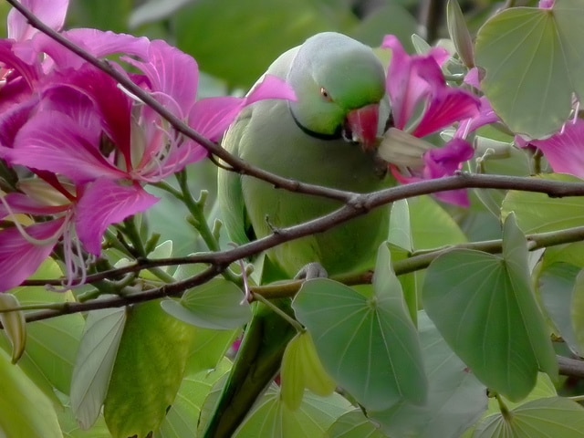 Ожереловый попугай Крамера в цветах