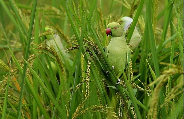 Ожереловые попугаи Крамера в поисках пищи на лужайке