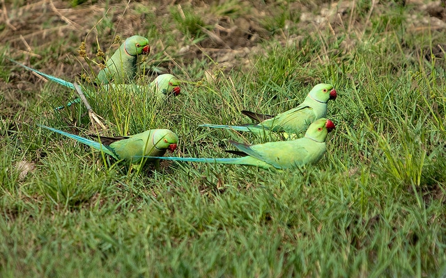 Группка ожереловых попугаев Крамера гуляет на траве
