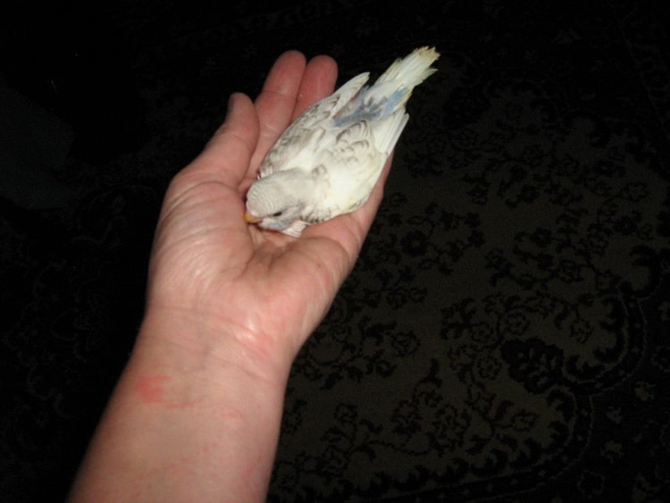 белый волнистый попугай