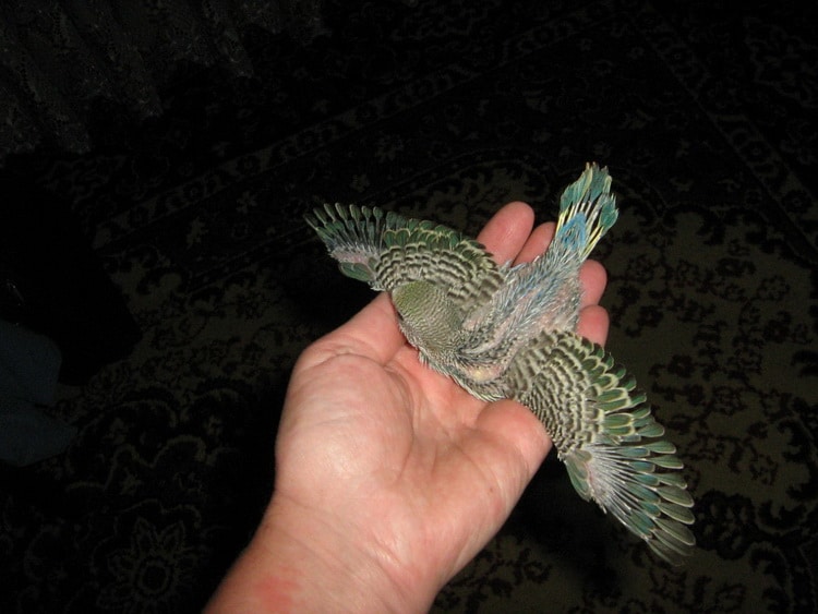 бирюзовый волнистый попугай