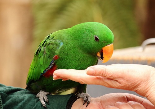 фото попугай на руке