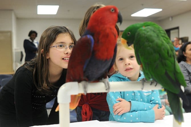 Благородный зелено-красный попугай и дети