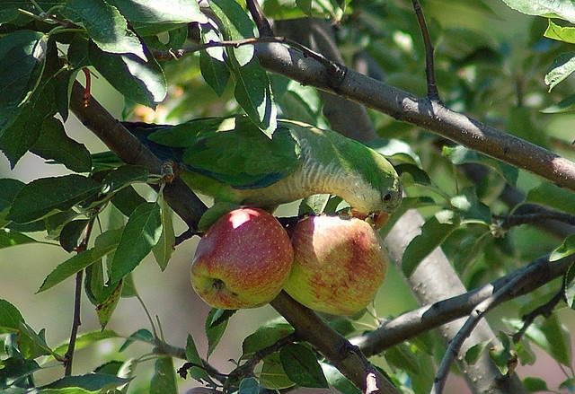 Фото попугая монаха с яблоком