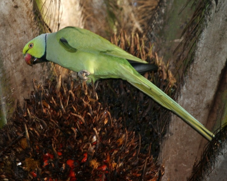 фото ожерелового попугая Крамера