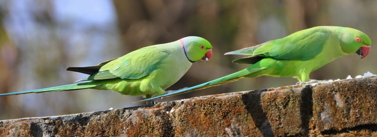 фото ожерелового попугая