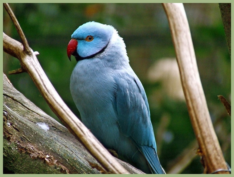 фото голубого ожерелового попугая Крамера