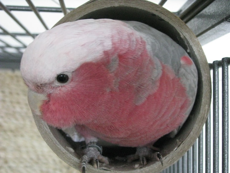 фото розового какаду