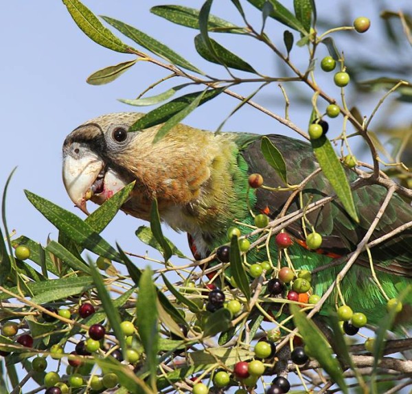 Капский длиннокрылый попугай ест оливки