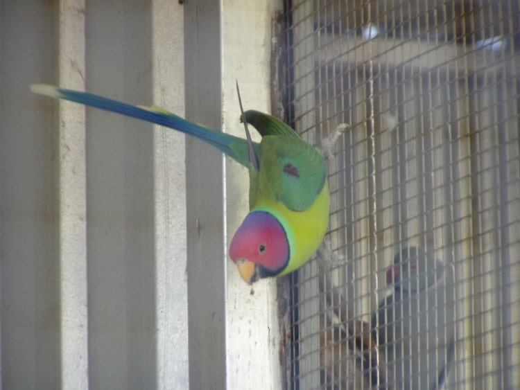 фото сливоголового попугая