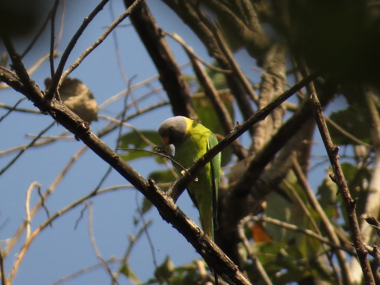 фото самца сливоголового попугая