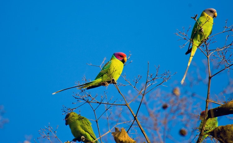фото самки сливоголового попугая
