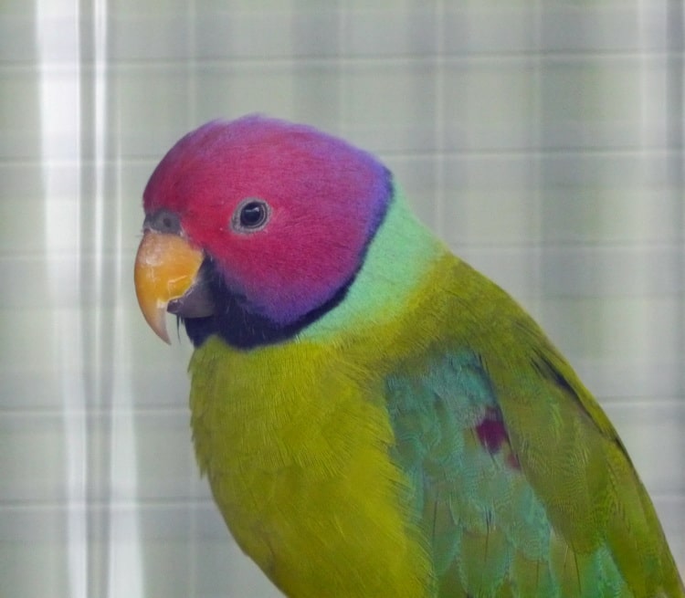 фото красноголового попугая