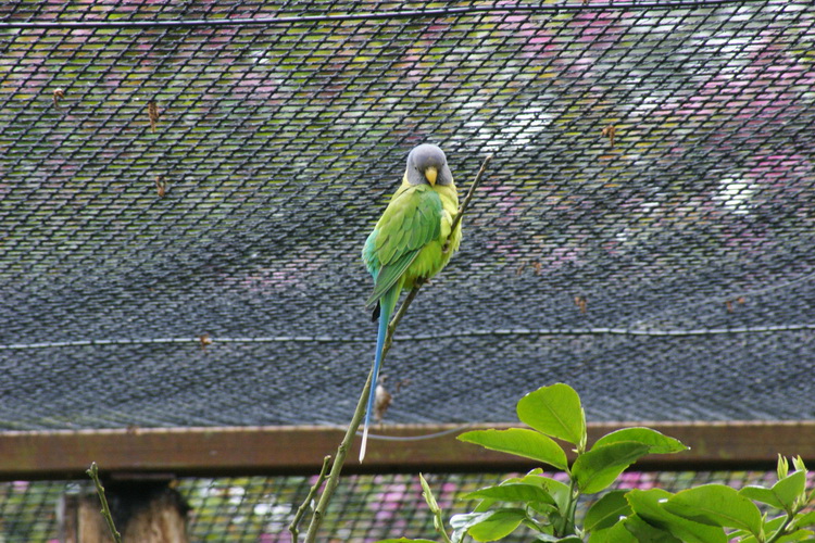 фото самки красноголового попугая