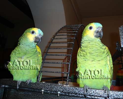 два попугая амазона