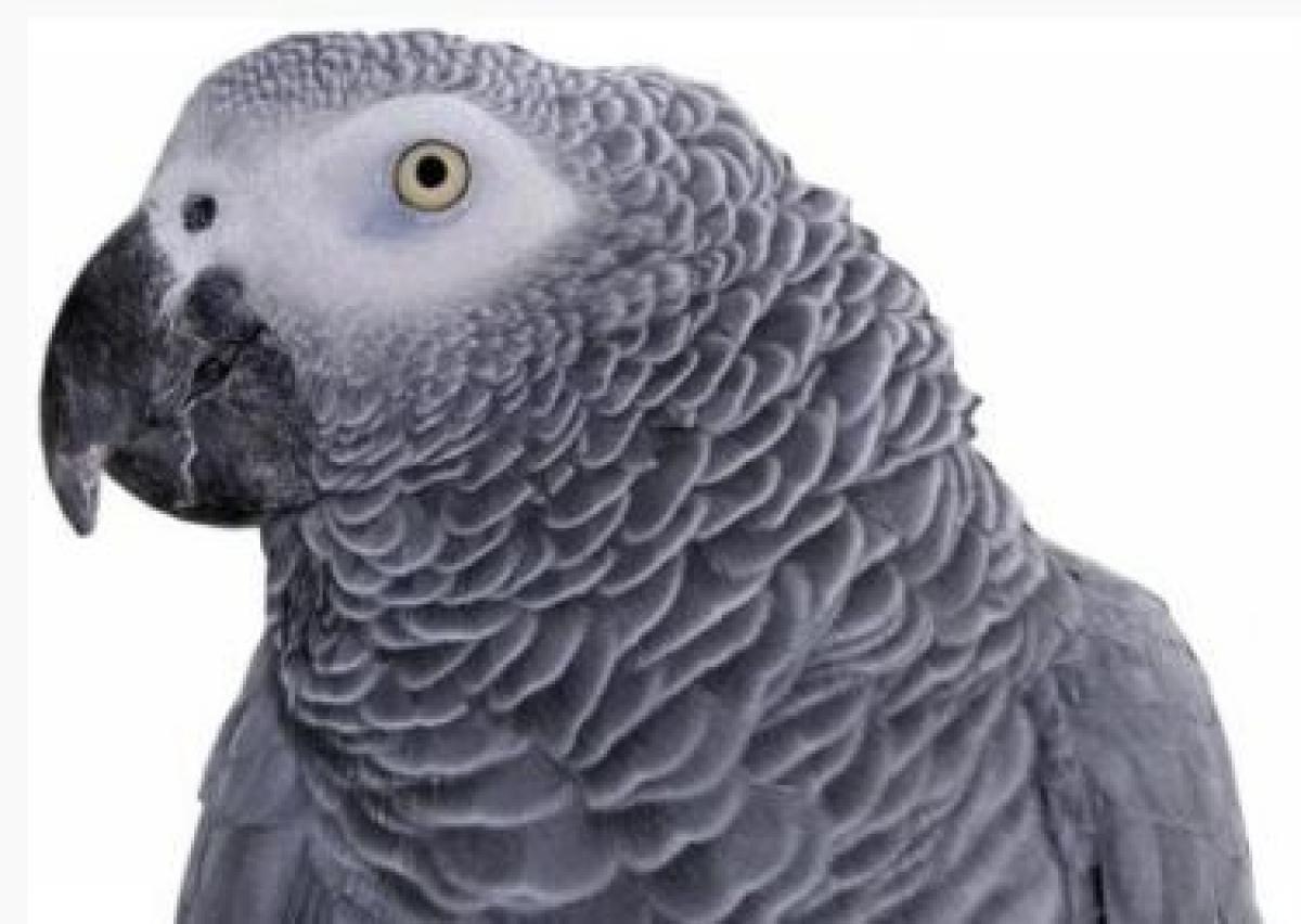 Серый попугай Марли