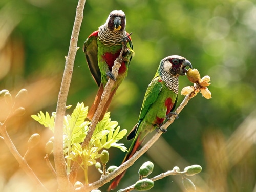 Серогрудые краснохвостые попугаи на дереве