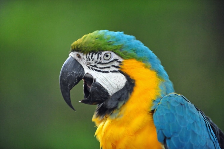 сине-желтый ара